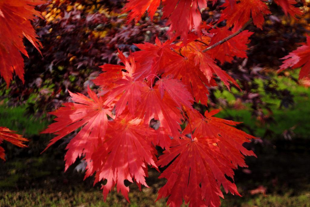 Acer japonicum 'Ed Wood'