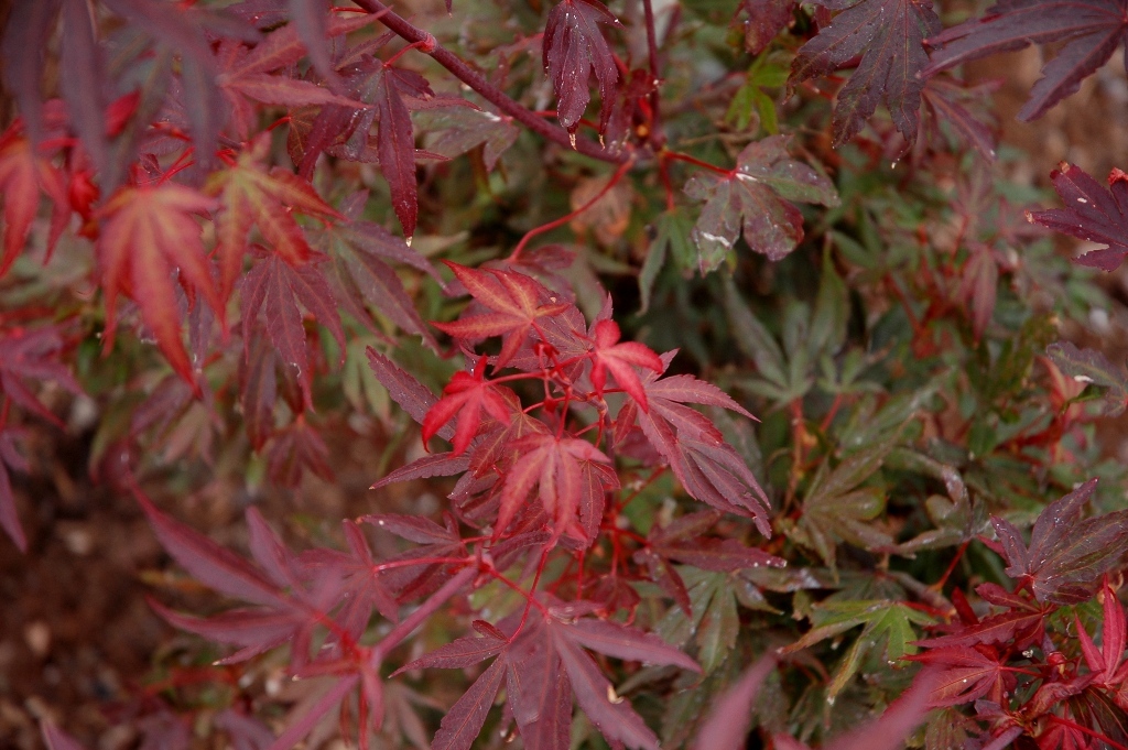 Acer palmatum 'Elizabeth'