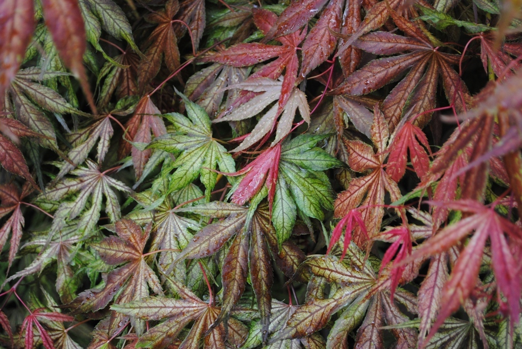 Acer palmatum 'Elmwood'