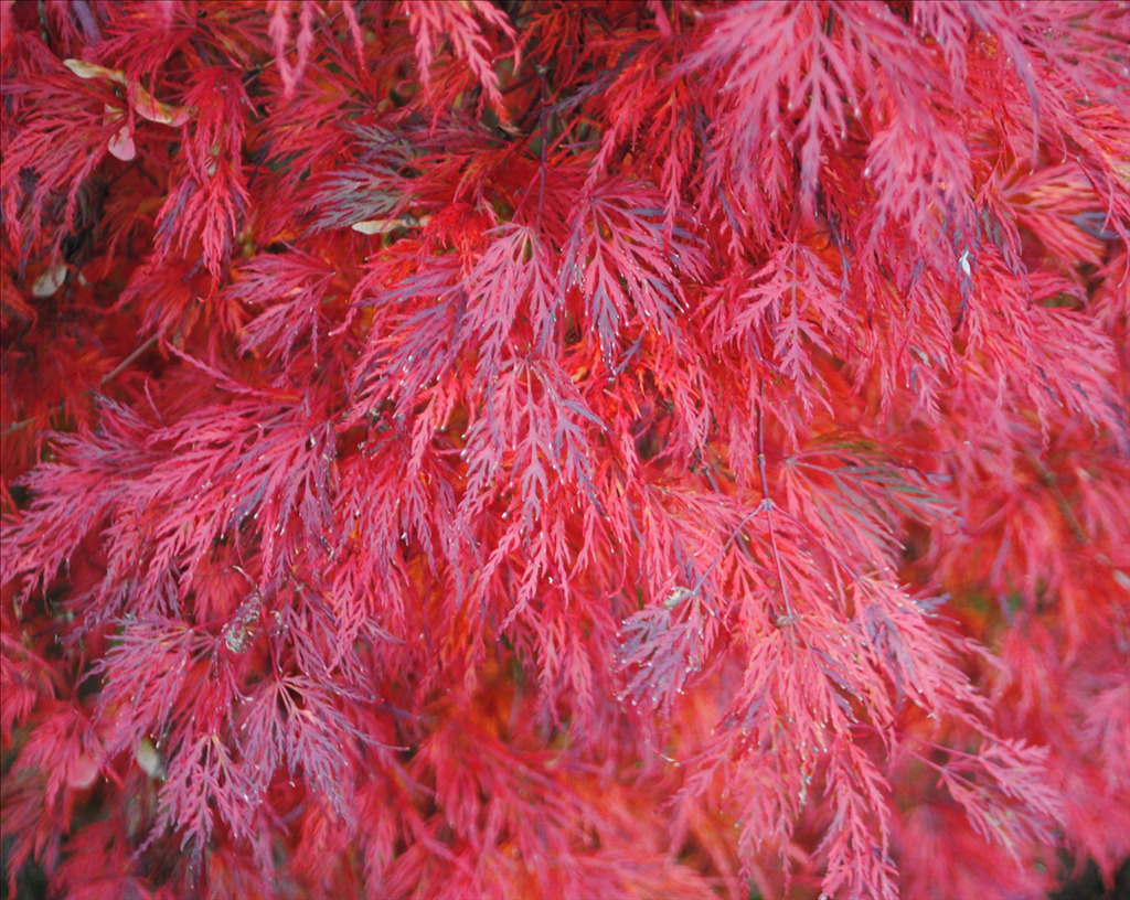 Acer palmatum var. dissectum 'Emerald Lace'