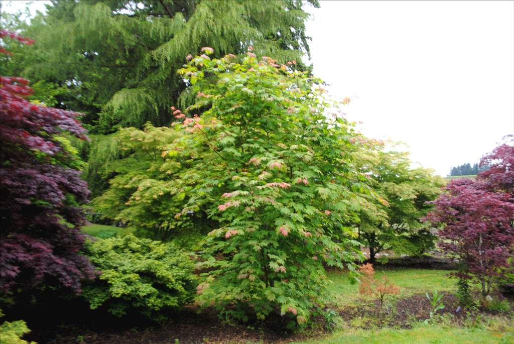 Acer japonicum 'Emmett's Pumpkin'