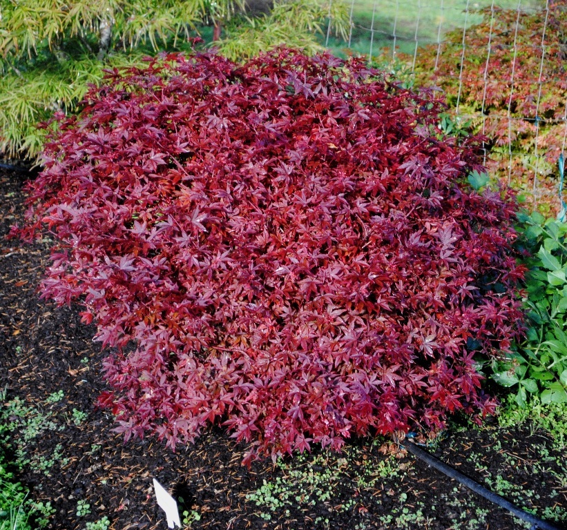 Acer palmatum 'Englishtown'