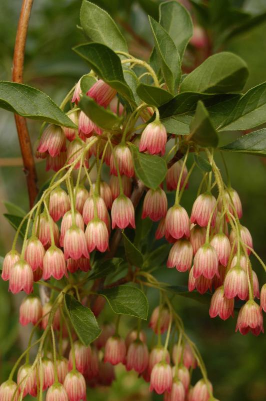 Enkianthus campanulatus