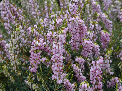 Erica x darleyensis 'Darley Dale'
