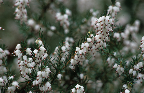 Erica x darleyensis 'Silberschmelze'