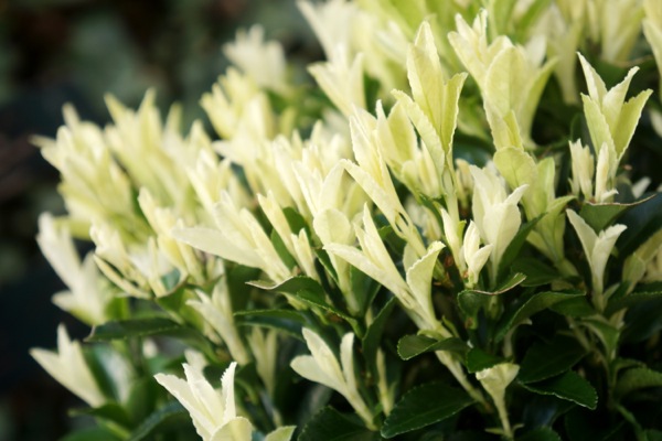 Paloma Blanca Euonymus