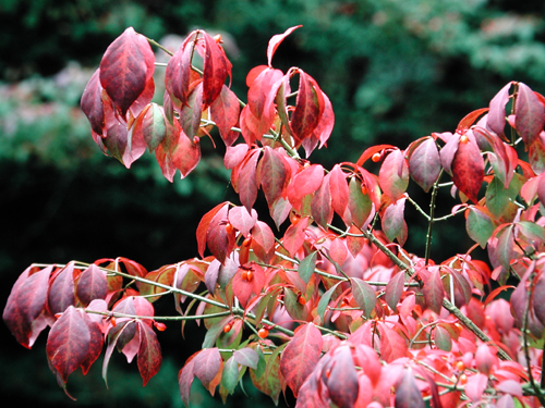 Euonymus alatus var. compacta