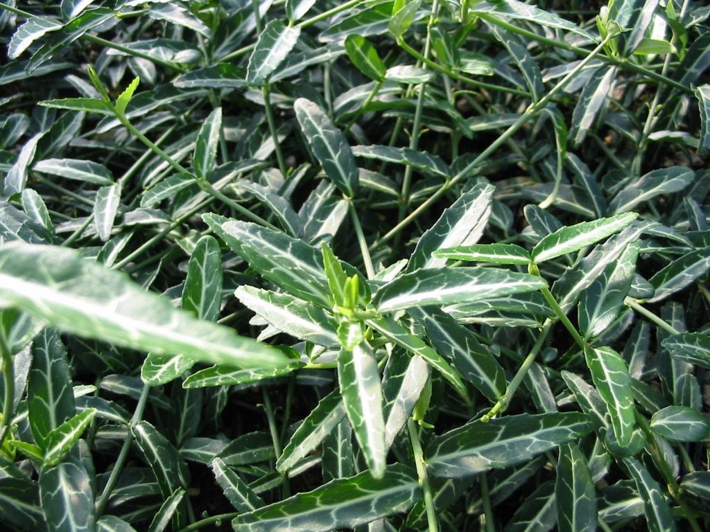 Euonymus fortunei 'Wolong Ghost'