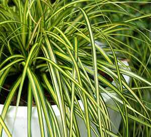 Ever Color® Eversheen Japanese Sedge