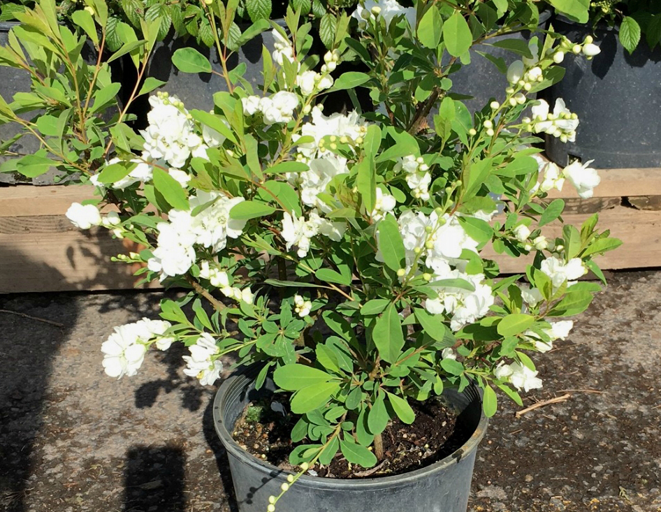 Exochorda