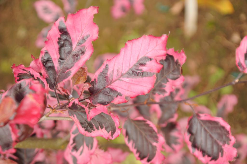 Fagus sylvatica 'Roseo-marginata'