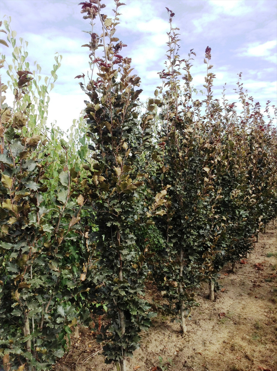 Fagus sylvatica 'Red Obelisk'