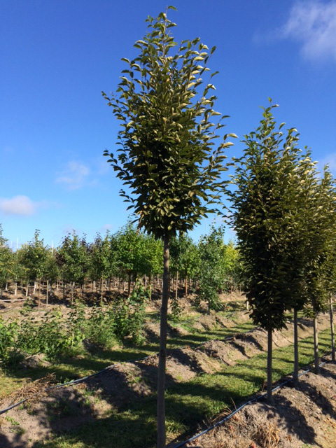 Carpinus betulus 'Fastigiata'