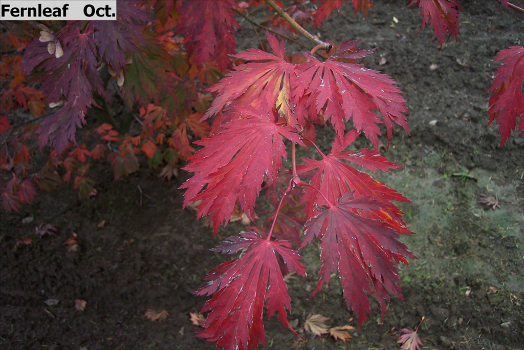 Acer japonicum 'Aconitifolium'