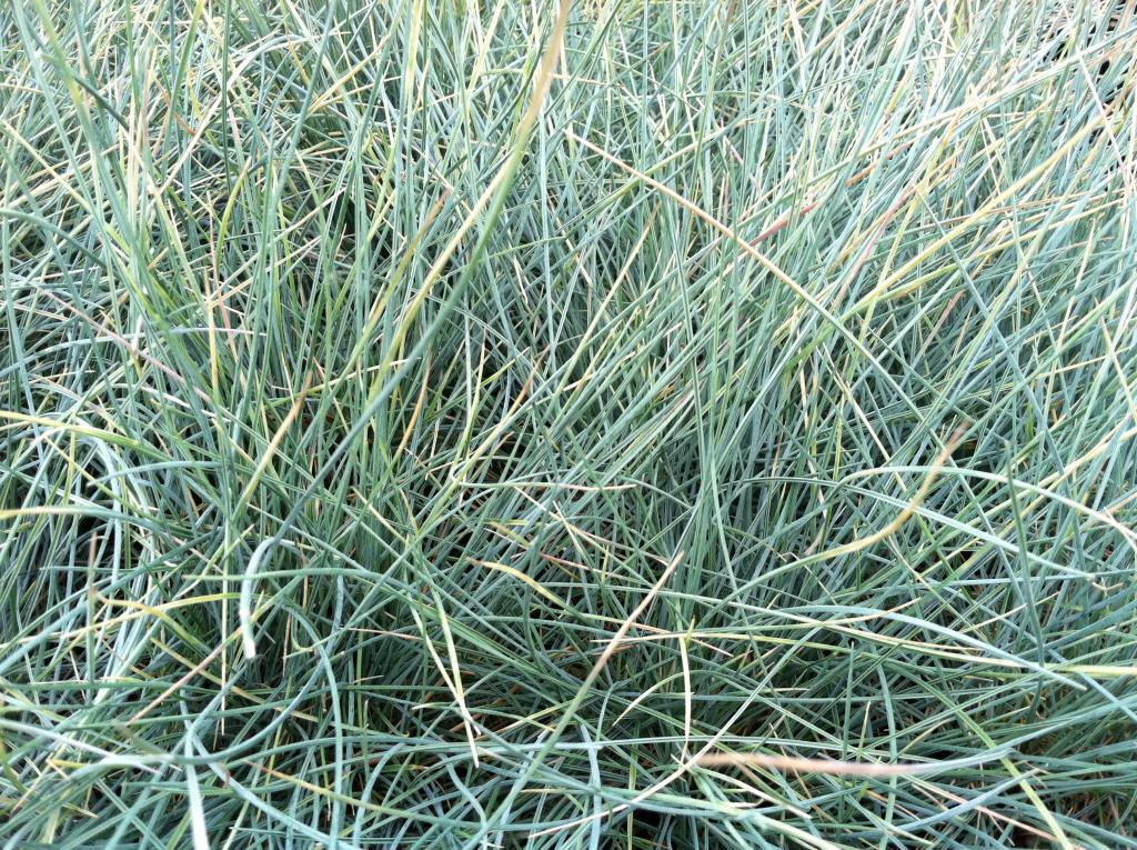  Festuca ovinia glauca 'Elijah Blue'