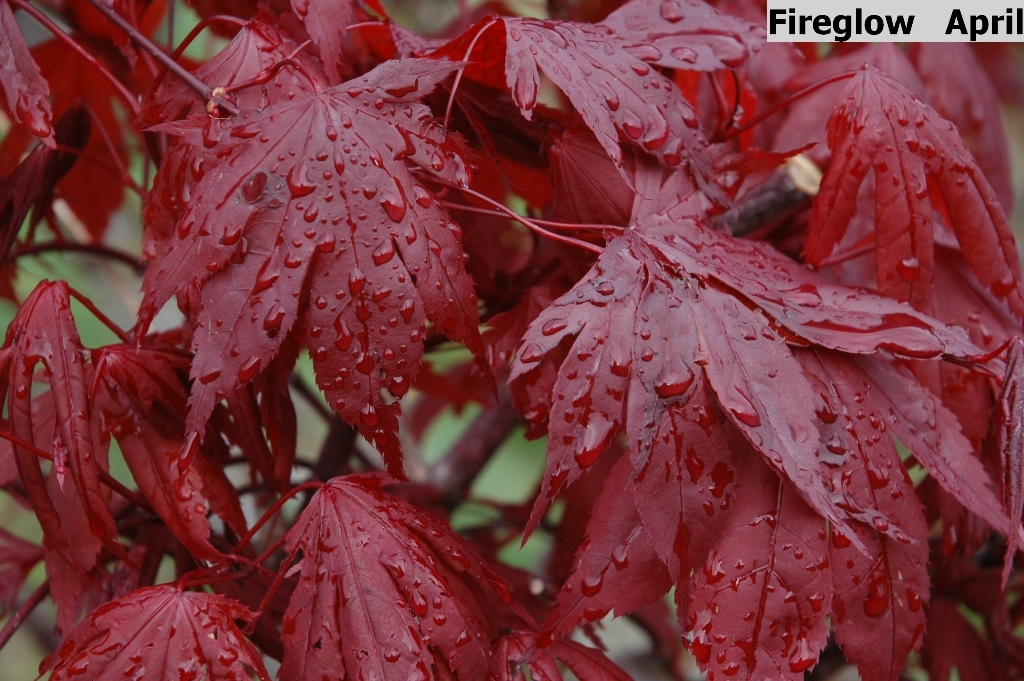 Acer palmatum 'Fireglow'