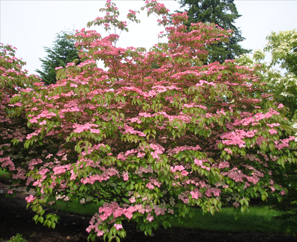 Cornus kousa 'Fireworks'