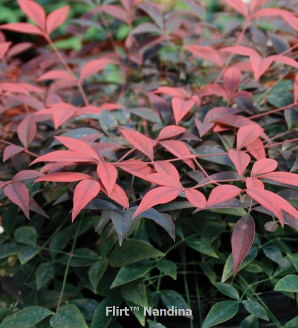 Flirt™ Nandina 