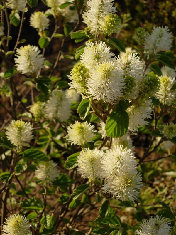 Fothergilla major 'Mt. Airy'