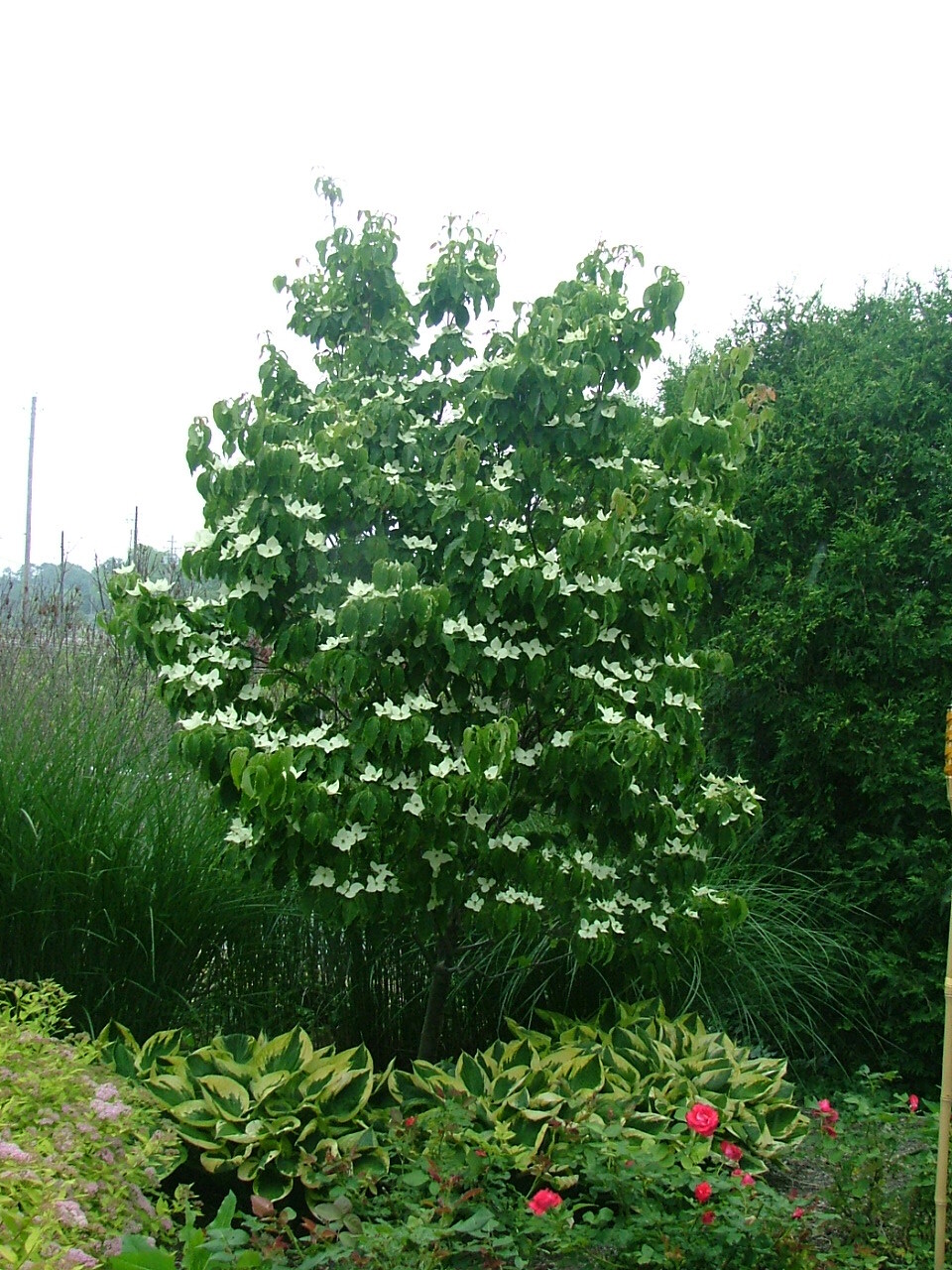 Cornus kousa 'Galzam'