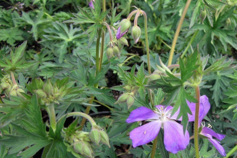 Geranium oreganum