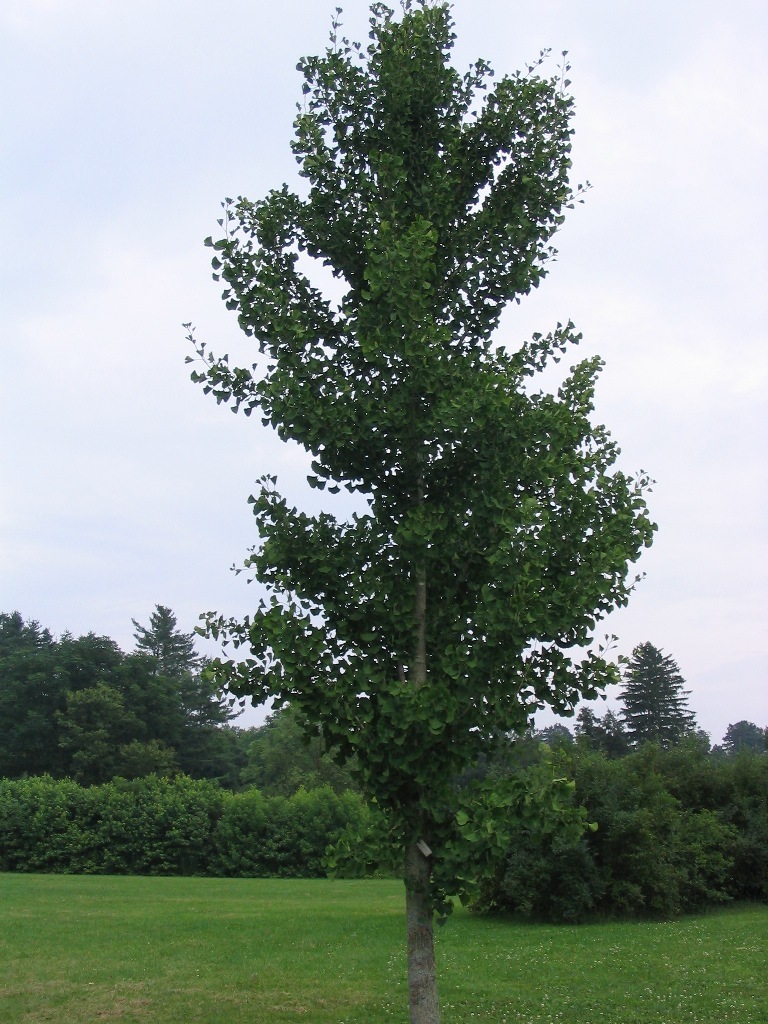 Ginkgo biloba 'PNI 2720'