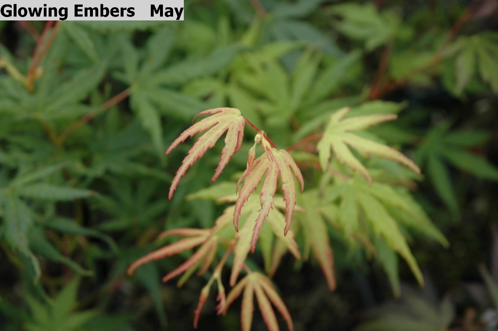 Acer palmatum 'Glowing Embers'