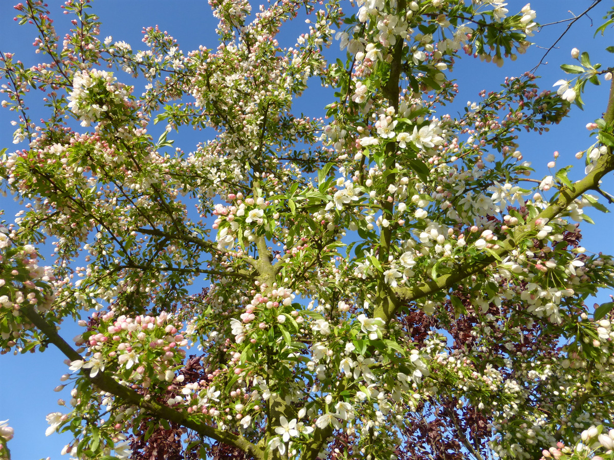 Golden Raindrops® Crabapple (Malus transitory 'Schmidtcutleaf')