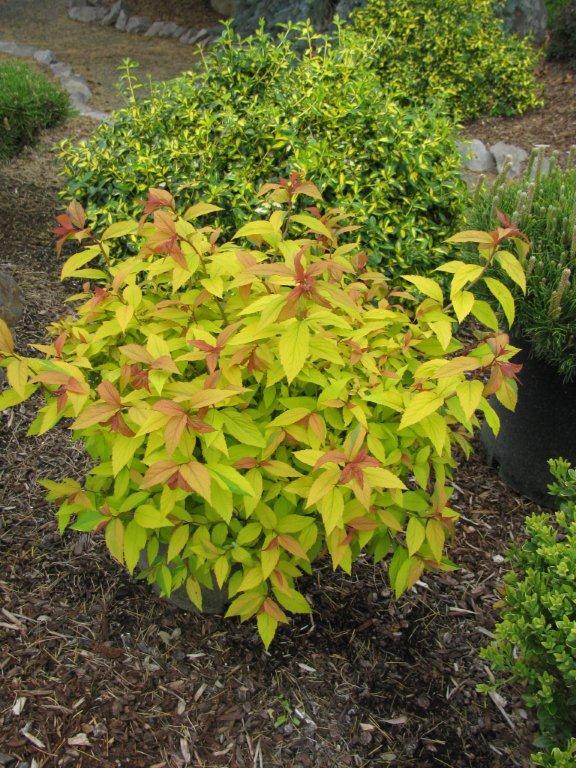 Spiraea japonica 'Goldflame'