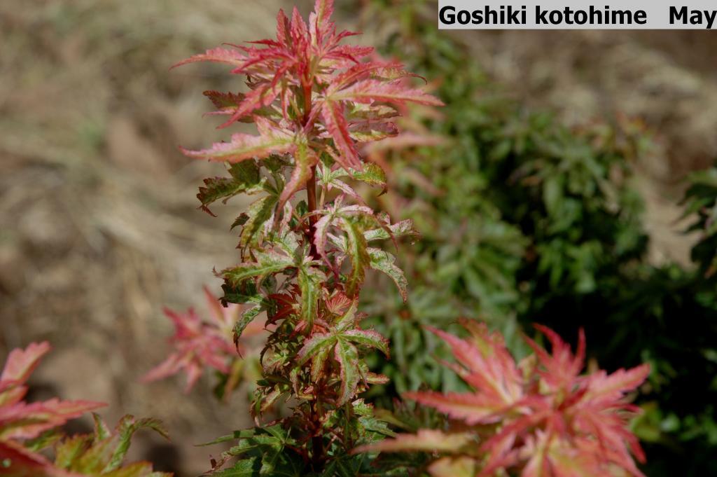 Acer palmatum 'Goshiki Kotohime'