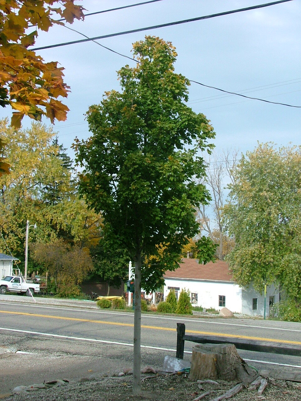 Acer campestre 'Grstzam'