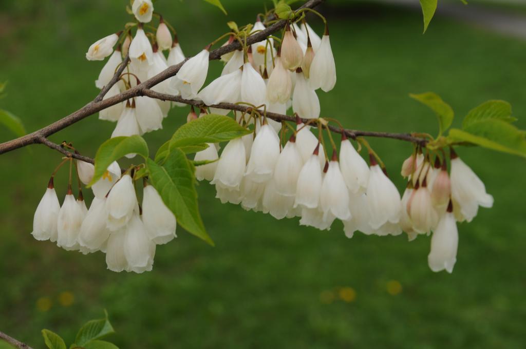 Halesia tetraptera