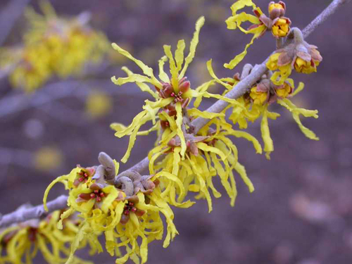Hamamelis x intermedia 'Arnold's Promise'
