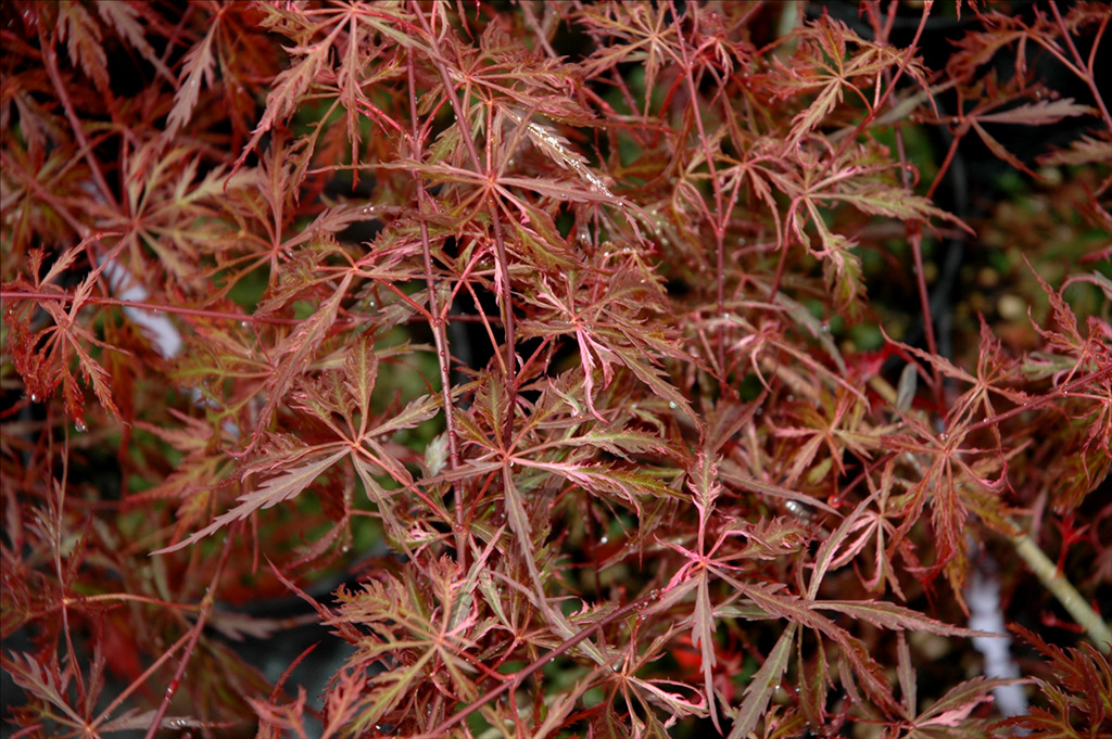 Acer palmatum var. dissectum 'Hana matoi'