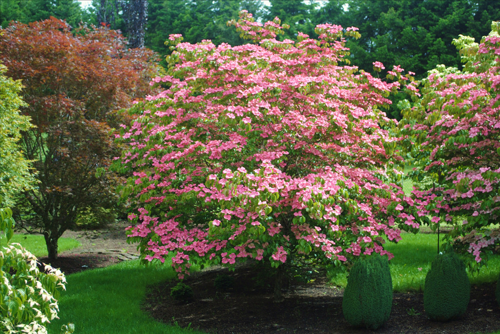 Cornus kousa 'Schmred' PP9283