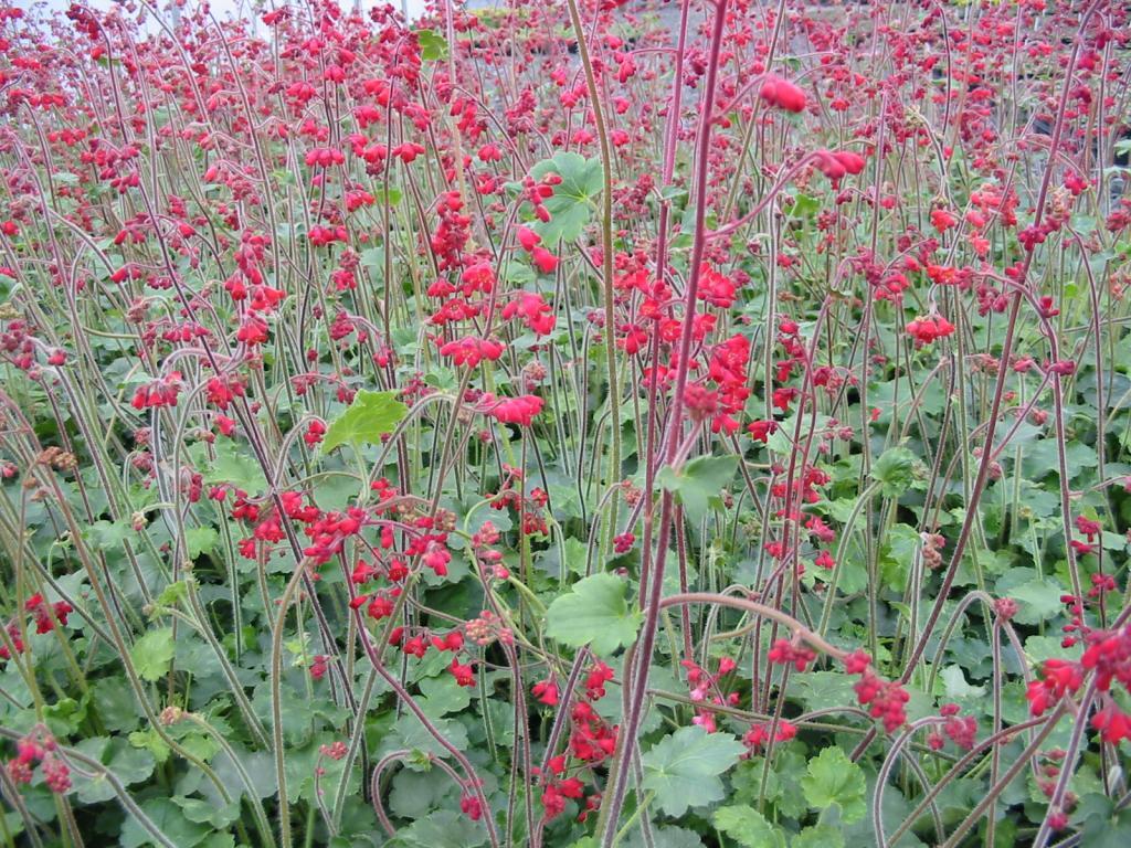 Heuchera sanguinea 'Coral Forest'