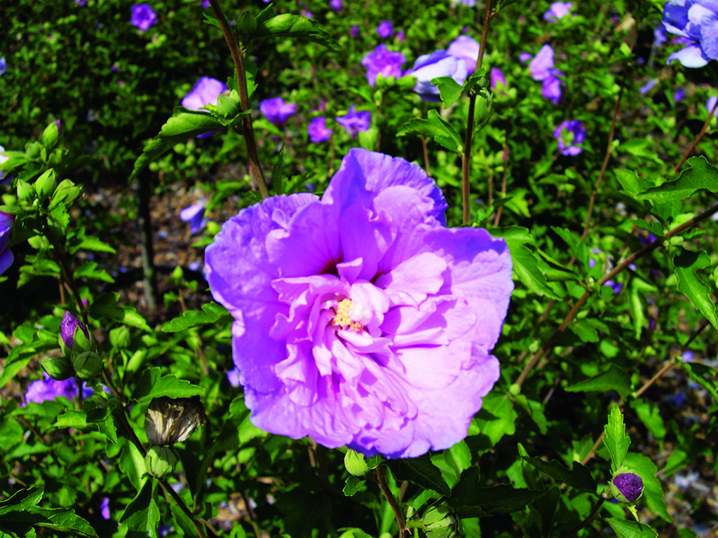 Hibiscus syriacus 'Notwoodone'