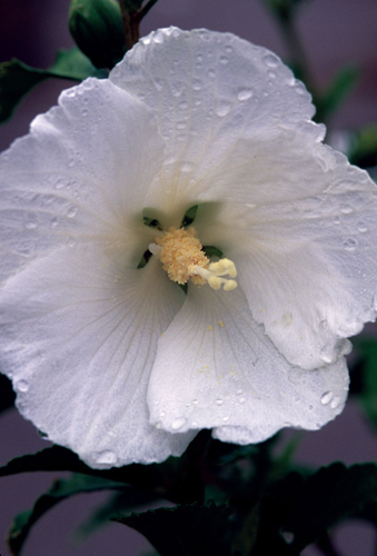Hibiscus syriacus 'Diana'