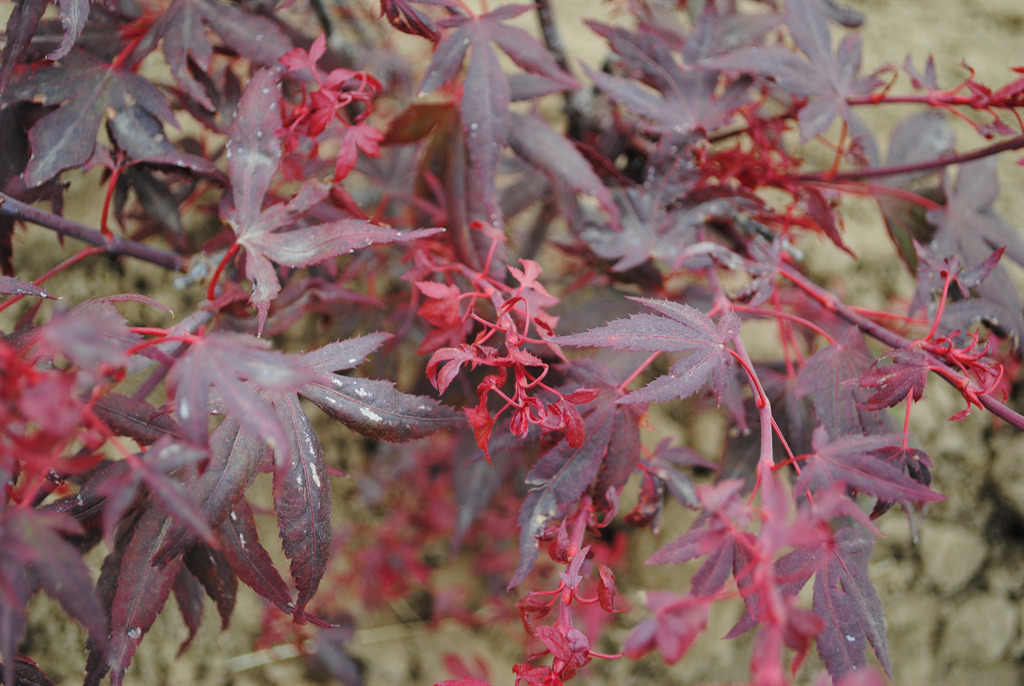 Acer palmatum 'Hime shojo'