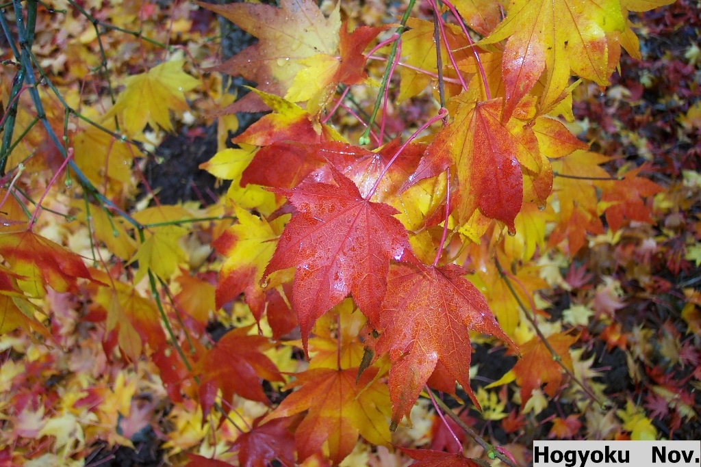 Acer palmatum 'Hogyoku'