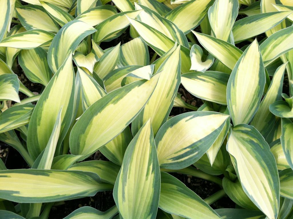Hosta 'Moonstruck'