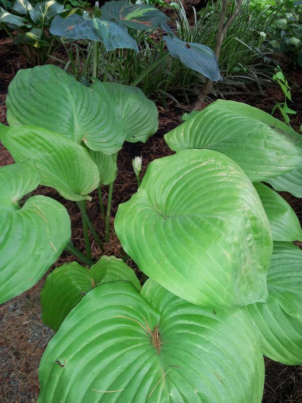 Hosta 'Sum and Substance'