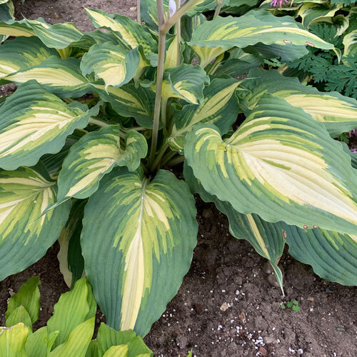 Shadowland® Love Story Hosta