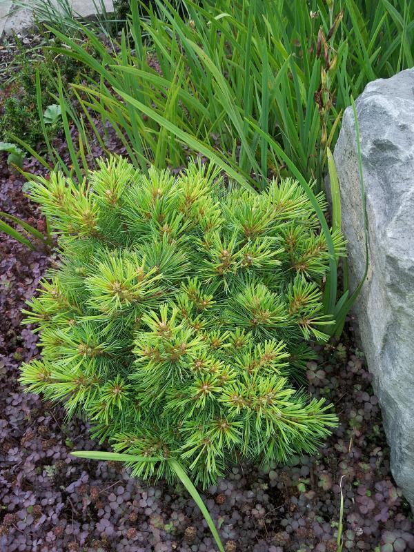 Pinus strobus 'Sea Urchin'