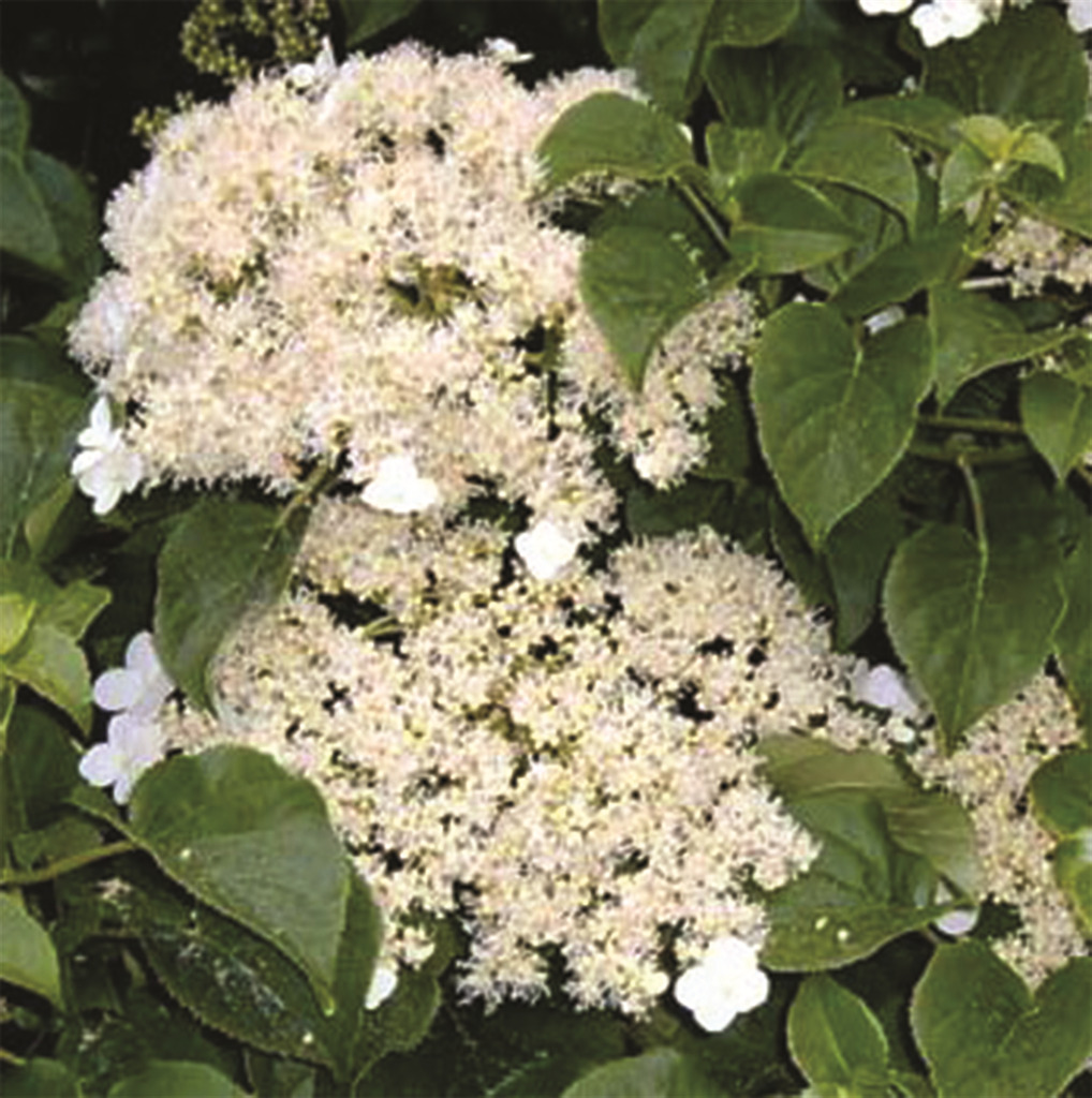 Hydrangea anomala var. petiolaris