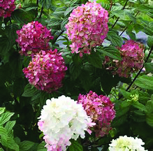 Hydrangea paniculata 'SMHPFL' PP25135