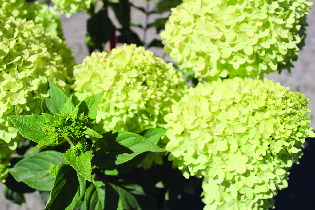 Hydrangea paniculata 'Jane' PP22330, CPP2892