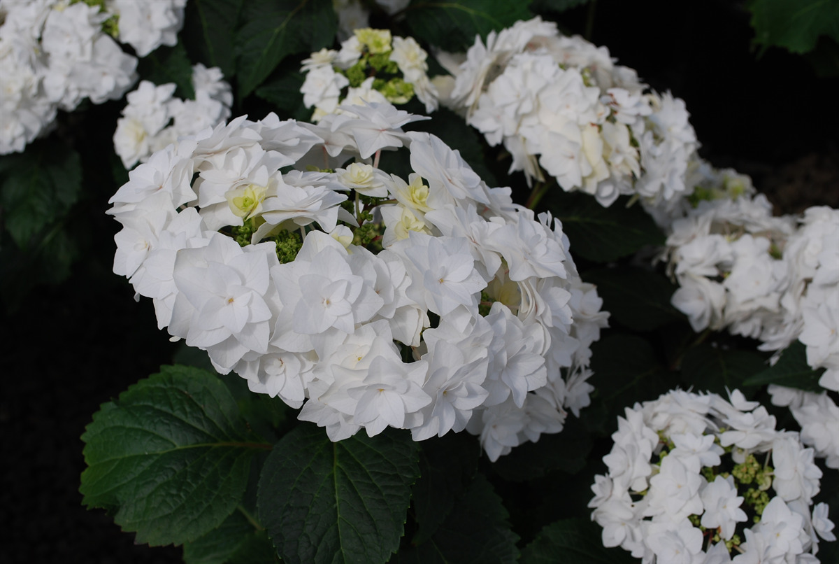 Hydrangea macrophylla 'Dancing Snow' PP 21052