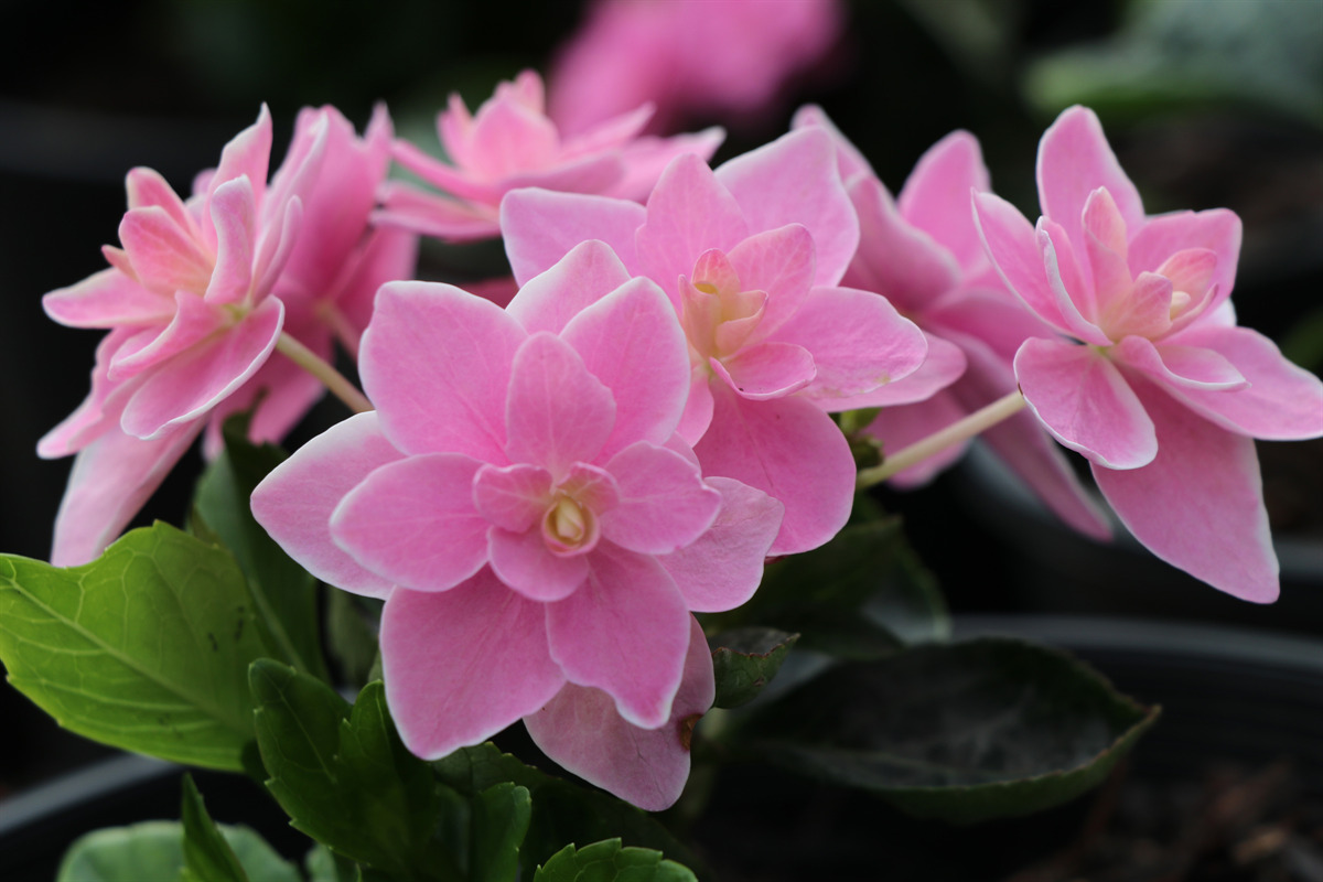 Hydrangea macrophylla 'Kompeito' PP22098