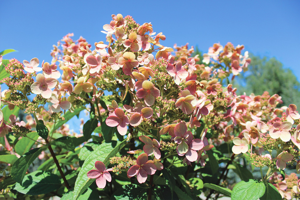Hydrangea paniculata 'Bulk' PP16812